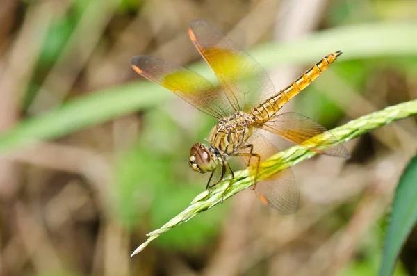 Yellow dragonfly in garden — Stock Photo, Image