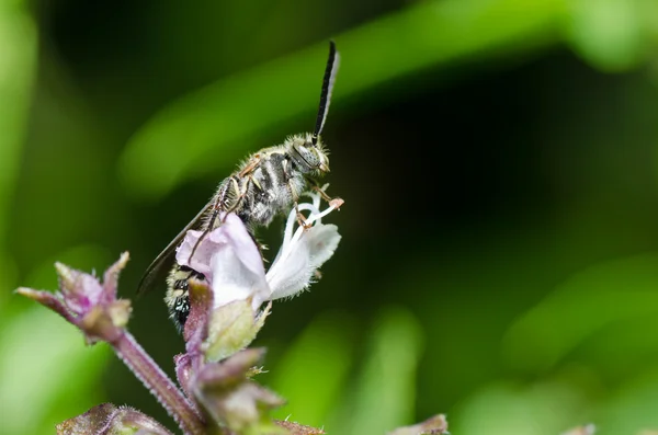 黄蜂在绿色自然 — 图库照片