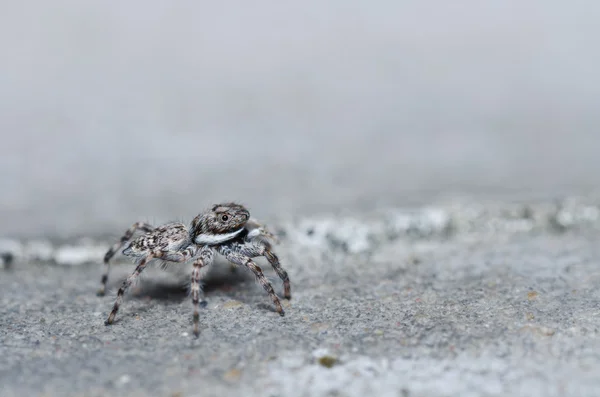 Gray white jump spider on the wall — Stock Photo, Image