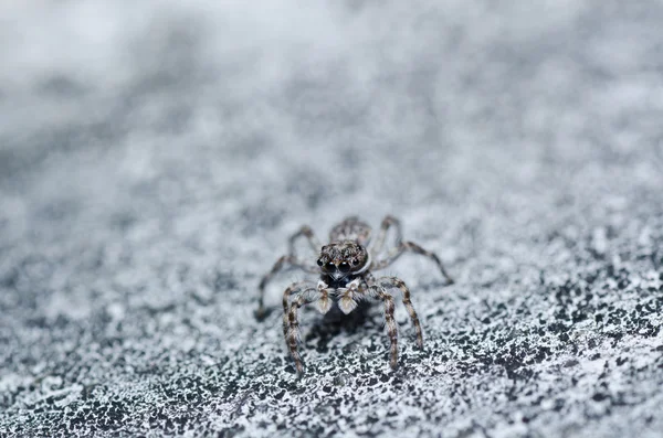 Gray white jump spider on the wall — Stockfoto