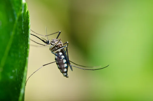 Mosquito na floresta ou no jardim é perigo — Fotografia de Stock