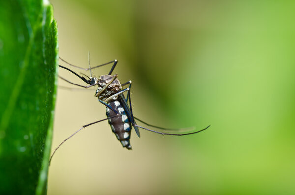 Mosquito in forest or in the garden is danger