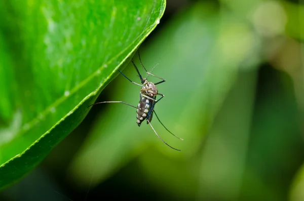 Komár v lese nebo na zahradě — Stock fotografie