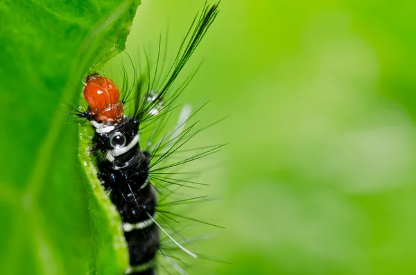 Wurm im Garten oder in der grünen Natur — Stockfoto
