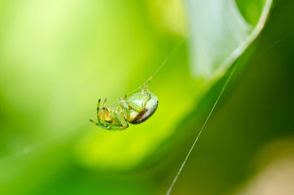 Зеленый паук в зеленой природе — стоковое фото