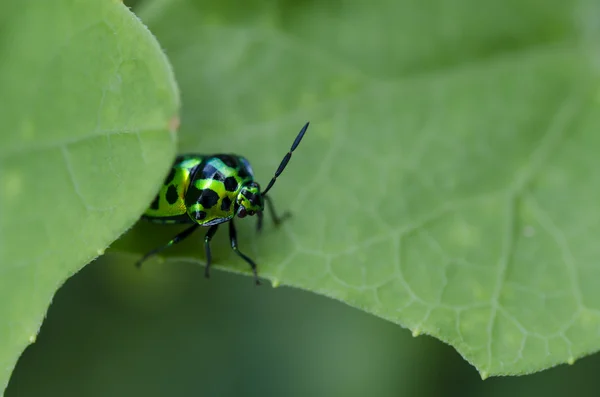 Coléoptère joyau dans la nature verte — Photo