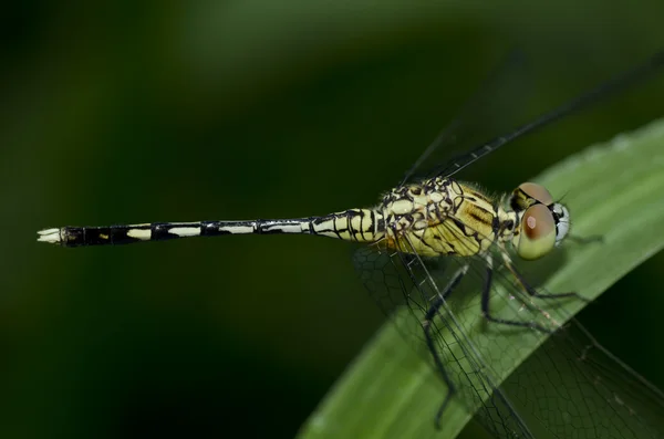 Dragonfly grön natur — Stockfoto