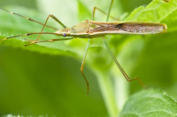 Daddy-long-legs in green nature — стоковое фото