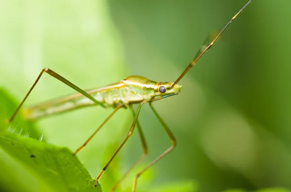 Daddy-long-legs in green nature — стоковое фото