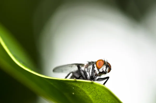 Fly in nature — Stock Photo, Image