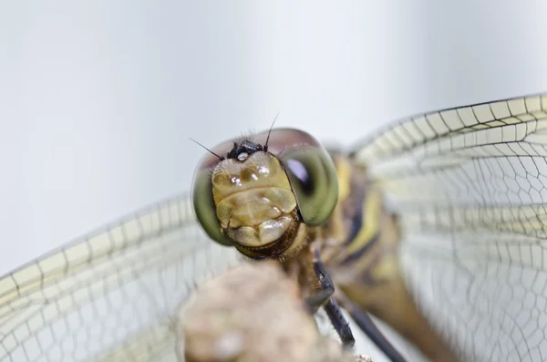 Dragonfly sorriso na natureza verde ou no parque — Fotografia de Stock
