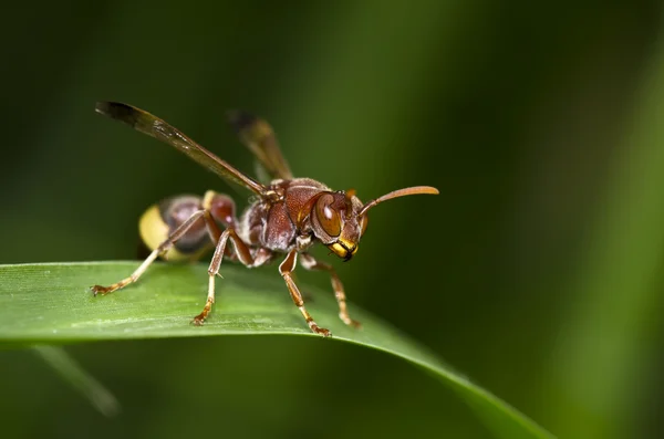 Wasp in green nature — Stock Photo, Image