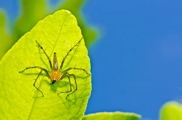 Μακριά πόδια αράχνη στο πράσινο της φύσης — Φωτογραφία Αρχείου