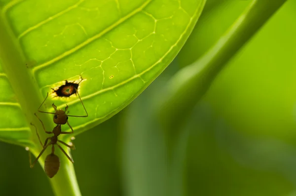 Yeşil doğa kırmızı karınca — Stok fotoğraf