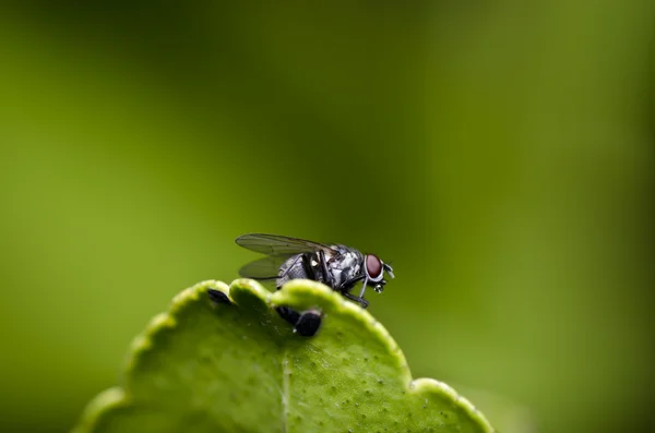 Yeşil doğa veya şehir fly — Stok fotoğraf