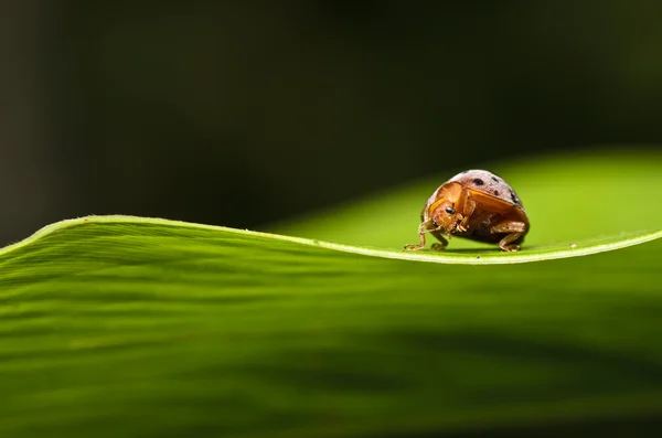 Pomarańczowy beetle na zielony liść — Zdjęcie stockowe