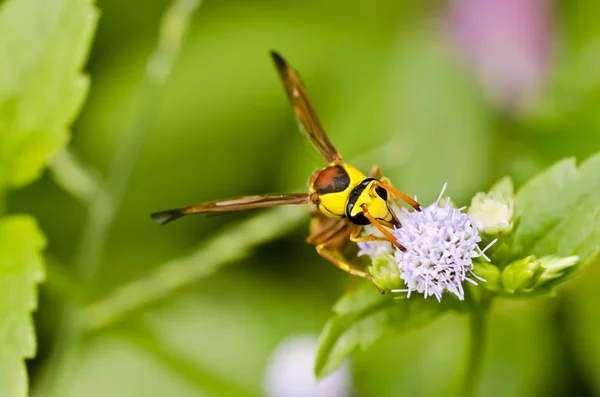 Gele wasp in de groene natuur — Stockfoto