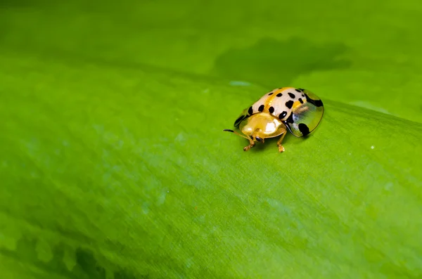 Escarabajo naranja sobre hoja verde —  Fotos de Stock