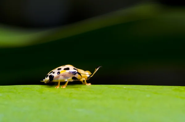 Orangener Käfer auf grünem Blatt — Stockfoto