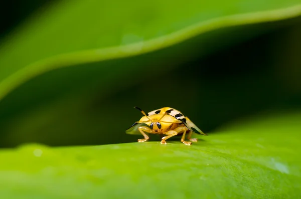 Orange beetle on green leaf — Stock Photo, Image