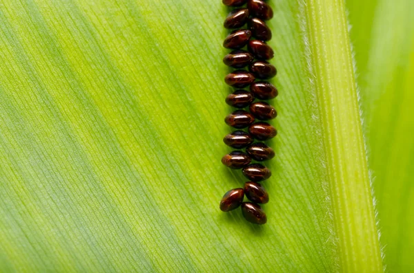 Ovo de inseto na natureza verde — Fotografia de Stock
