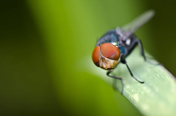Rote Augen fliegen in grüner Natur — Stockfoto