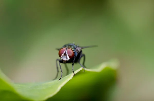 Fliegen in der grünen Natur — Stockfoto