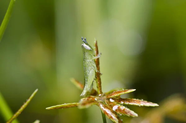 Little grasshopper in green nature — Stock Photo, Image