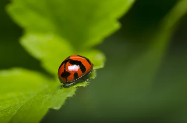 Ladybug in green nature — Stock Photo, Image
