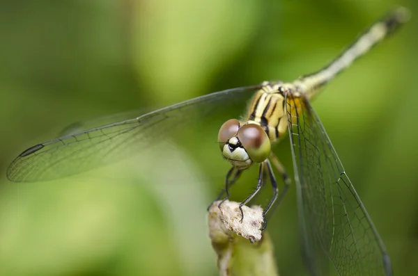 蜻蜓在绿色自然 — 图库照片