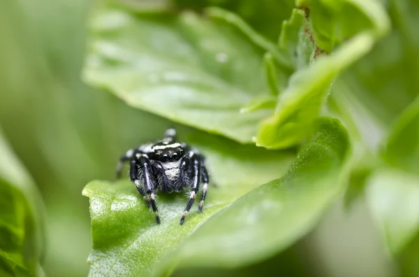 Zwart en wit spin in de groene natuur — Stockfoto
