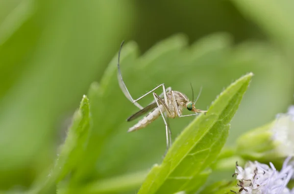 Белый комар в зеленой природе — стоковое фото