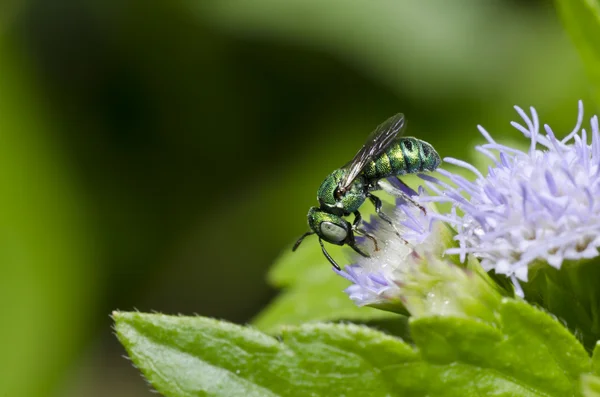 Зеленая пчела в зеленой природе — стоковое фото