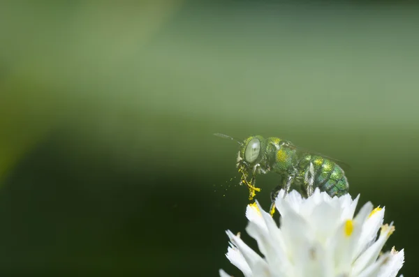 Зеленая пчела в зеленой природе — стоковое фото