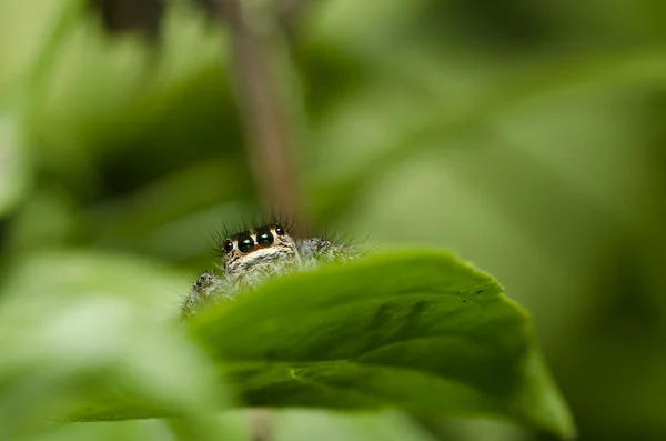 Прыгающий паук в зеленой природе — стоковое фото