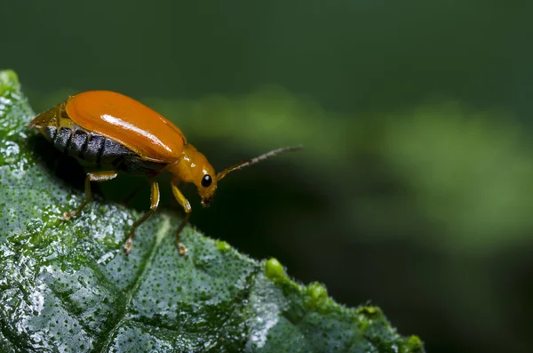 緑の自然の中でオレンジ色のカブトムシ — ストック写真