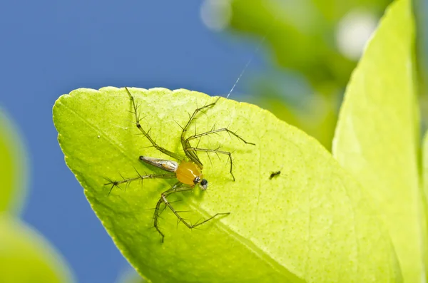 Długie nogi pająka i niebieski niebo na zielony liść — Zdjęcie stockowe