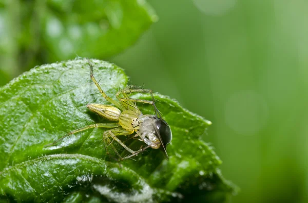 Long legs spider eat bug on green leaf — Stock Photo, Image