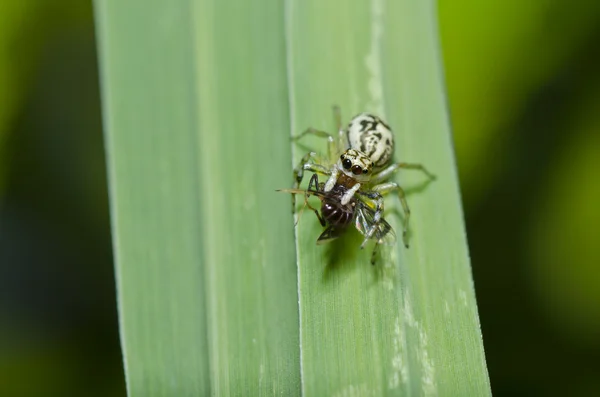 Прыгающий паук ест жука в зеленой природе — стоковое фото