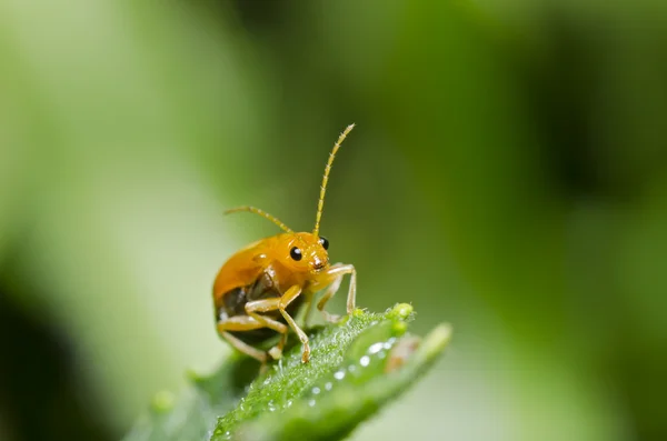 Orangener Käfer in grüner Natur — Stockfoto