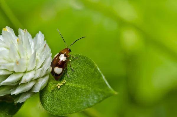 Бурый жук в зеленой природе или в саду — стоковое фото