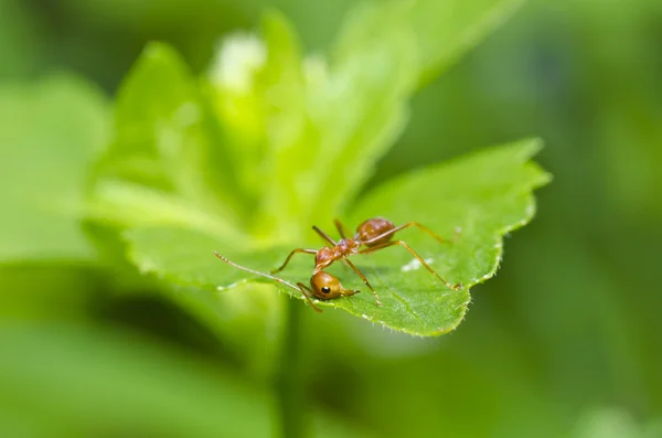 Kırık kalp kırmızı karınca — Stok fotoğraf