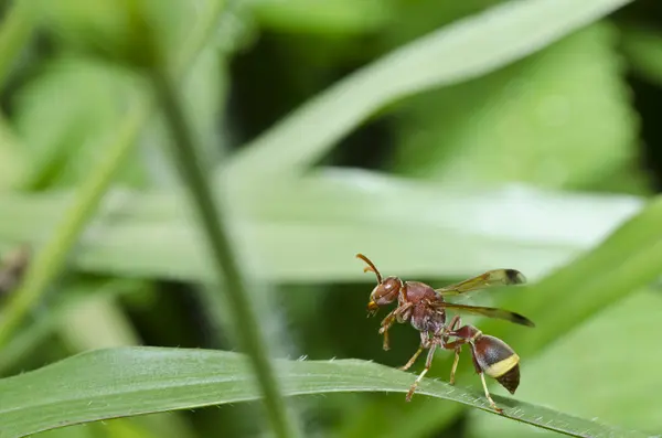 Braune Wespe in grüner Natur — Stockfoto