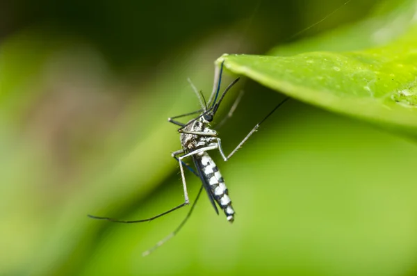 Ormandaki sivrisinek — Stok fotoğraf