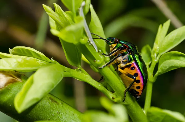 緑の自然の玉虫 — ストック写真