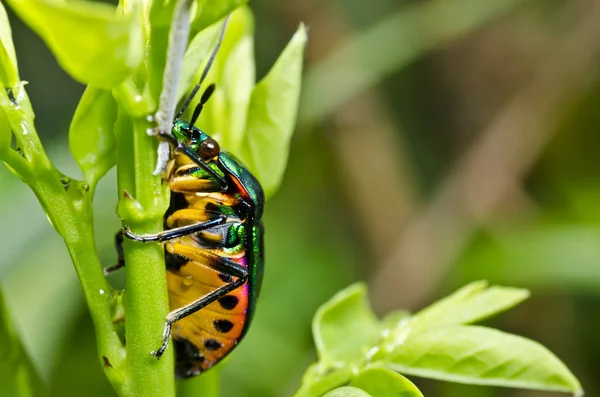 Beetle klejnot w zieleni — Zdjęcie stockowe