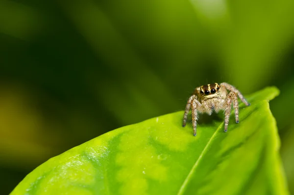 Hoppande spindel i naturen — Stockfoto