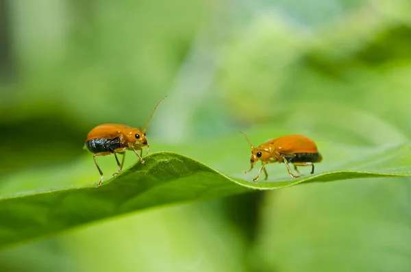 Couple coléoptère orange dans la nature verte — Photo