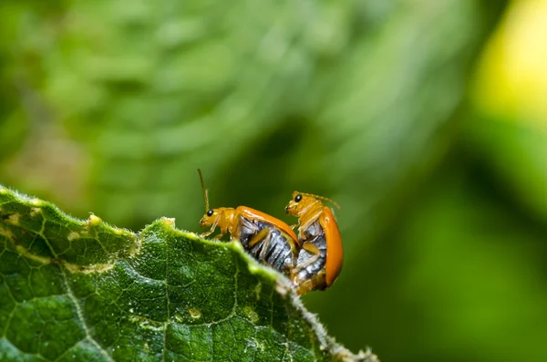 几个橙色甲虫在绿色自然 — 图库照片