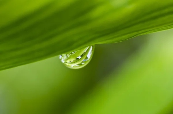 Gotas de agua en la naturaleza verde — Foto de Stock